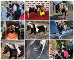 Miniature Horse For Sale - Sparkly