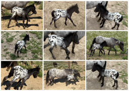 Toyland-Hot-to-Trot.jpg
