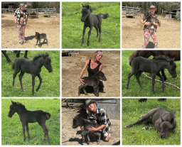 Falabella Miniature Horse For Sale - Toyland Little Miracle