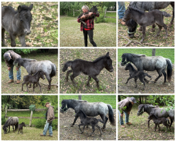 Falabella Miniature Horse For Sale - Toyland Tranquility