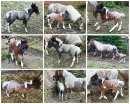 Falabella Miniature Horse For Sale - Toyland Daffodil