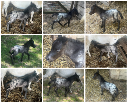 Falabella Miniature Horse For Sale - Toyland Dreamcatcher