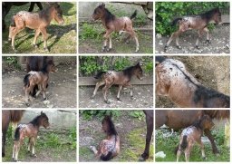 Falabella Miniature Horse For Sale - Toyland Huckleberry