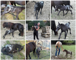 Falabella Miniature Horse For Sale - Toyland Jiminy Cricket
