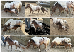 Falabella Miniature Horse For Sale - Toyland Tiny Treasure