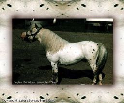 Toyland Zodiac-31in_Reference Sire