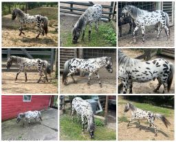Falabella Miniature Horse For Sale - Toyland Magician